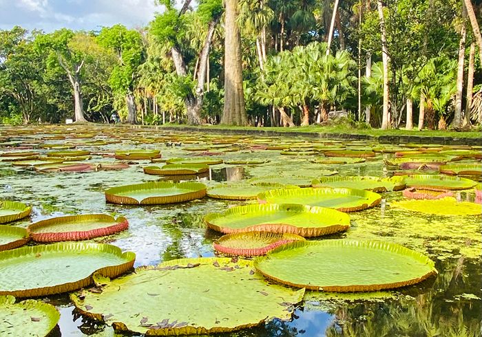 Botanischer Garten, Mauritius