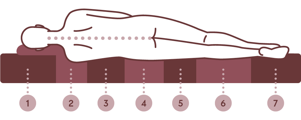 Illustration einer Matratze mit sieben Liegezonen zur ergonomischen Unterstützung der Wirbelsäule in Seitenlage.