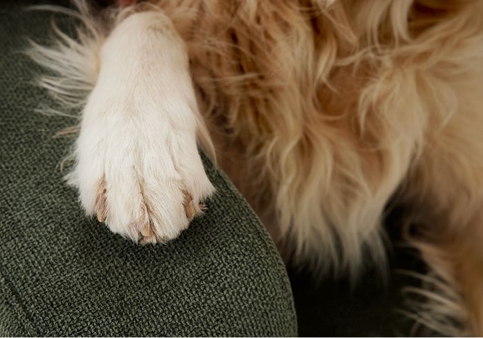 Hausfreundliche Sofastoffe, Pfotenstoffe, Sofas für Hunde, Sofas für Katzen